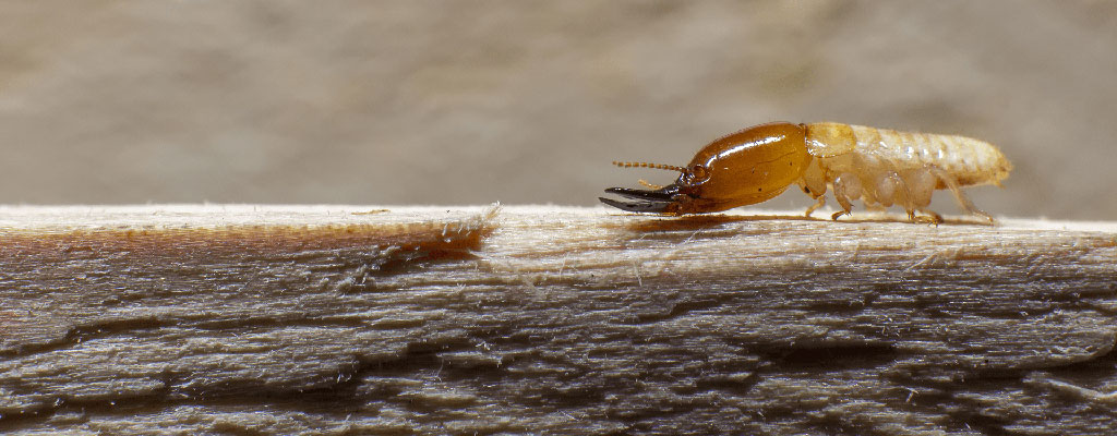 Pest Control termite