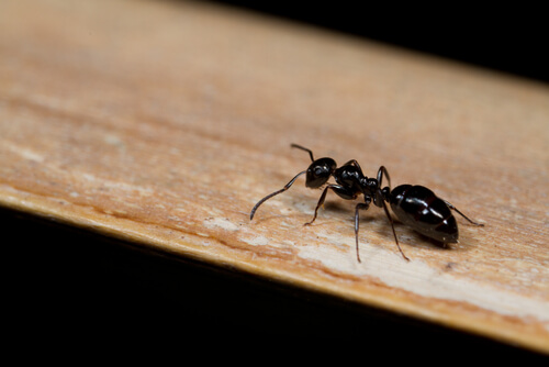 Ant crawling on a piece of wood