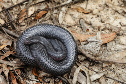 Australian Red Bellied Black Snake Coiled Outside