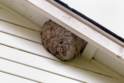 Bee Hive in residential Exterior