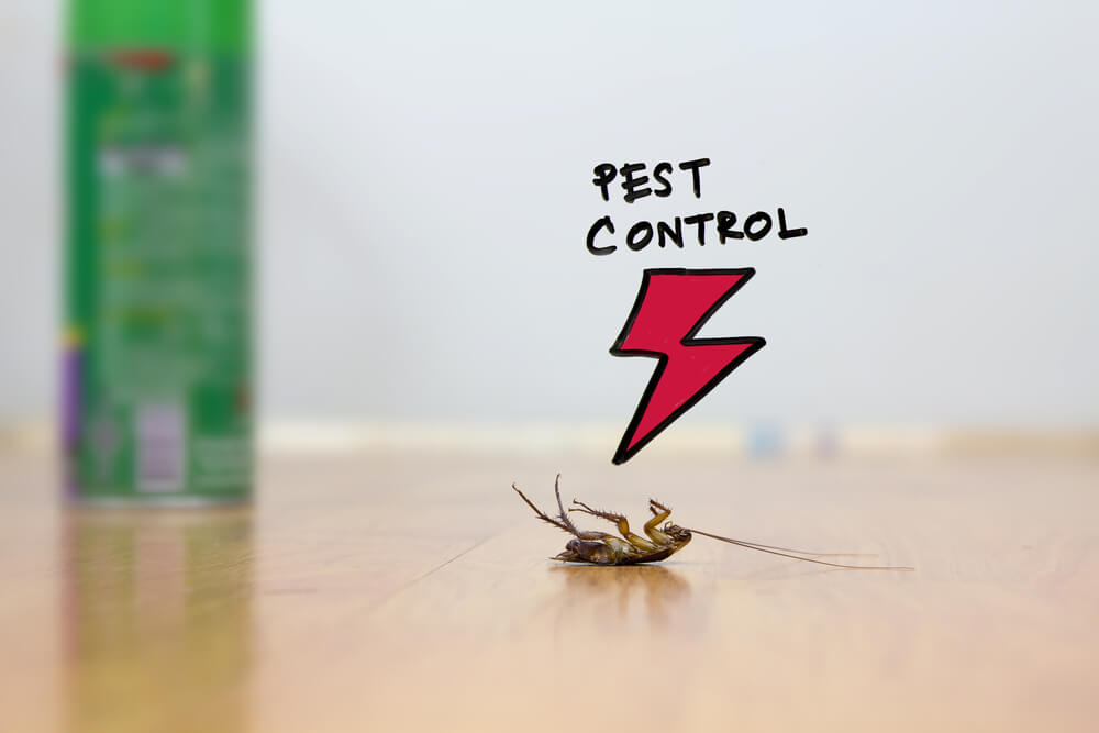 Dead cockroach on floor , drawing of pest control concept