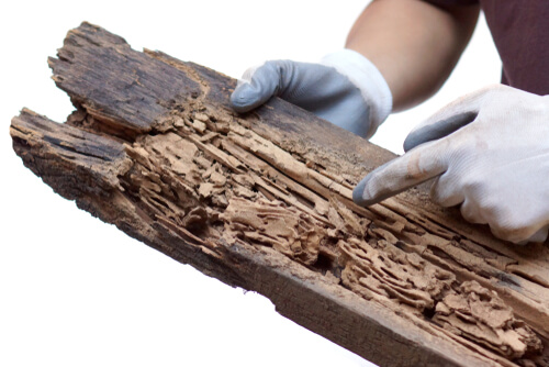 Man pointing at termite damage to piece of wood