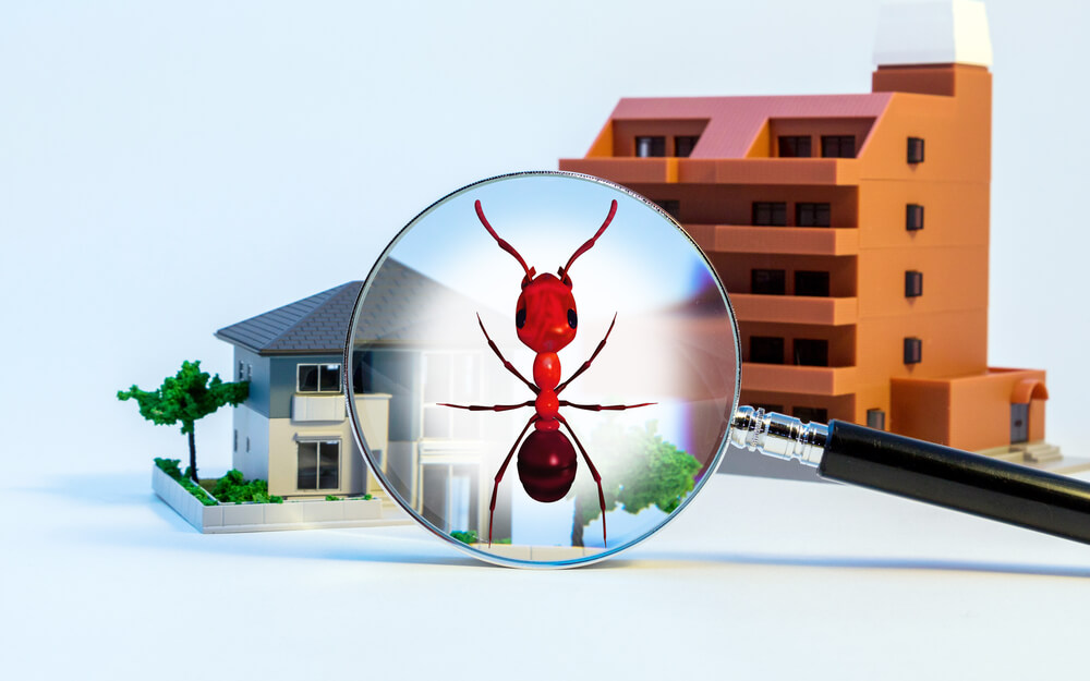 Pest control of residence concept. 3D rendered fire ant.