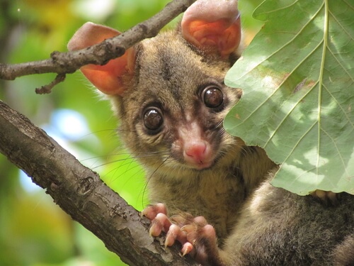 Possum in a tree