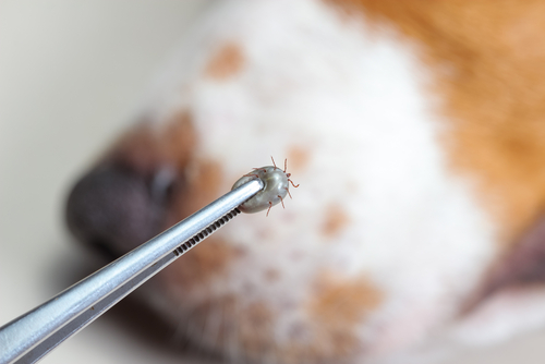 Tick in silver tweezes after removal from dog