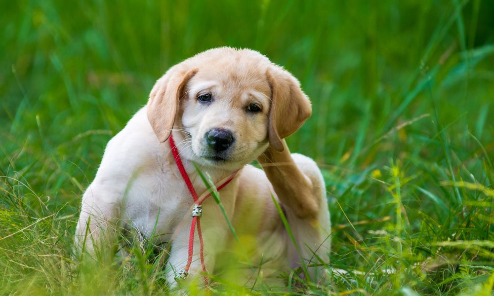 Golden retriver puppy scratching fleas in long green grass