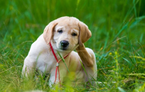 Golden retriver puppy scratching fleas in long green grass