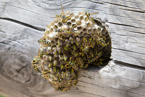Wasps nest inside wooden surface