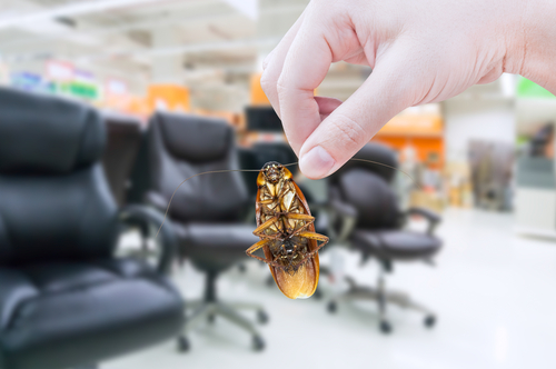 Hand holding dead cockroach in retail environment