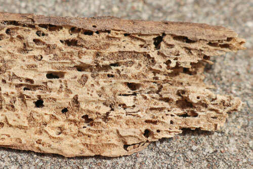 Termite damage in Slab of wood